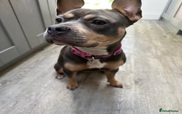 Mixed Breed dogs for sale: Staffordshire Bull Terrier Cross - Image 4