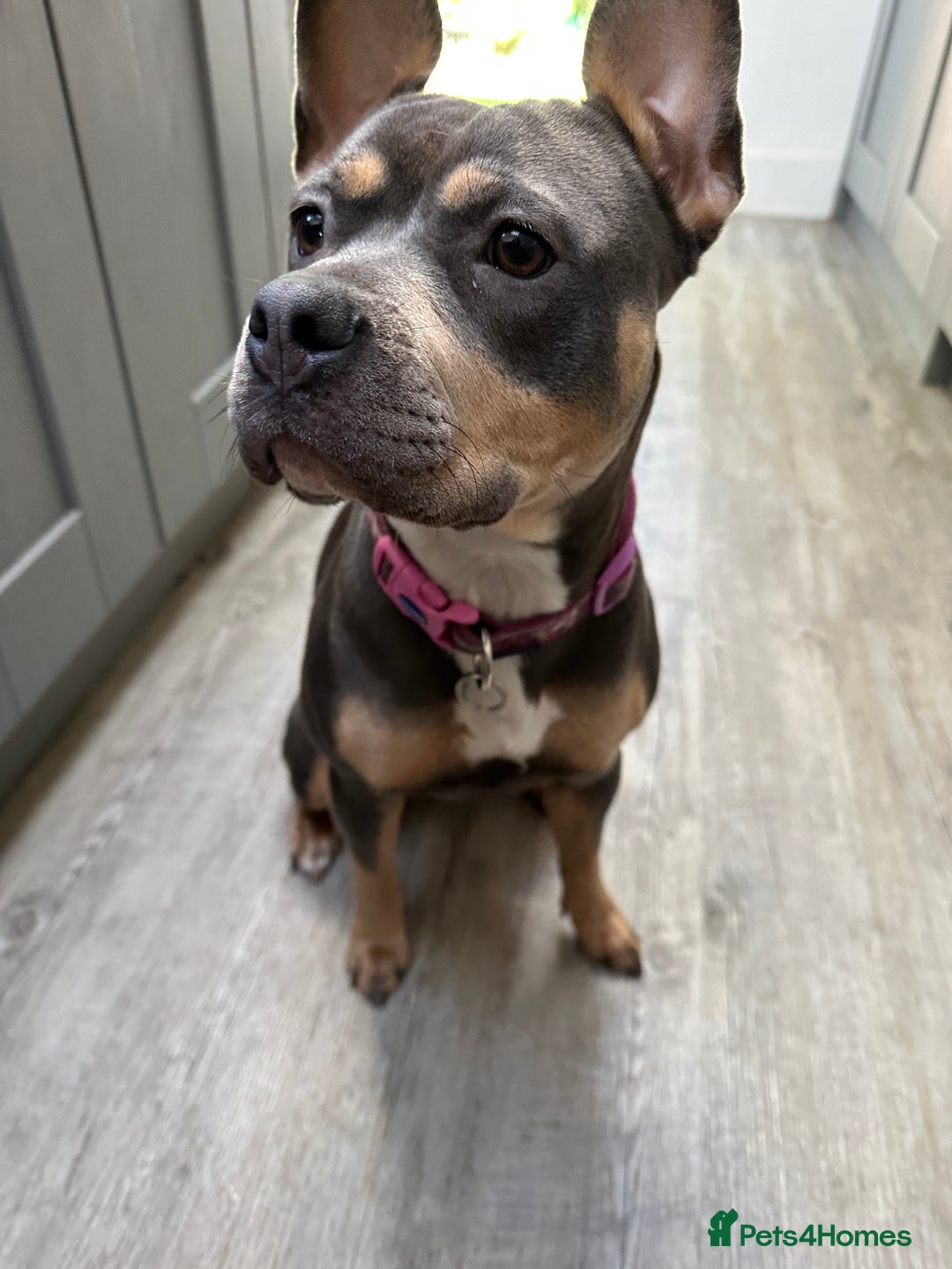 Mixed Breed dogs for sale: Staffordshire Bull Terrier Cross - Image 4