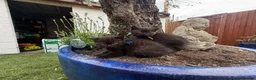 British Shorthair cats for sale: Exceptional BritishShorthair Kittens  - Advert 18