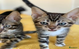 Bengal cats for sale: Ready to leave 3 left, 3/4 Bengal Kittens Rosetted - Image 22