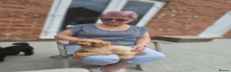 Toy Poodle dogs for sale: Toy Poodle  - Advert 4