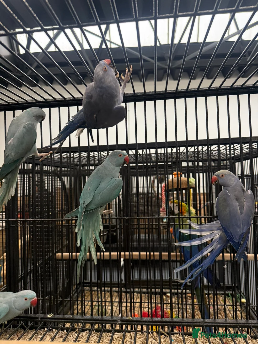 Ringnecks birds for sale: Stunning Baby Indian Ringnecks  - Advert 2