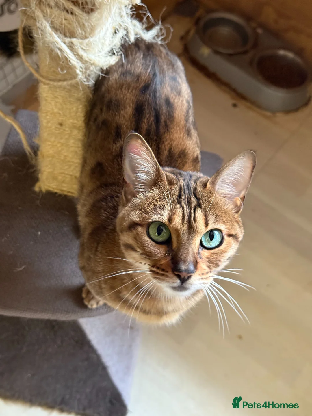 Bengal cats for sale: Female Friendly Bengal mother - Advert 4