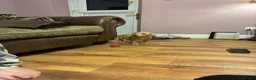 Labrador Retriever dogs for sale: Beautiful KC registered Labrador puppies  in Keighley - Advert 7