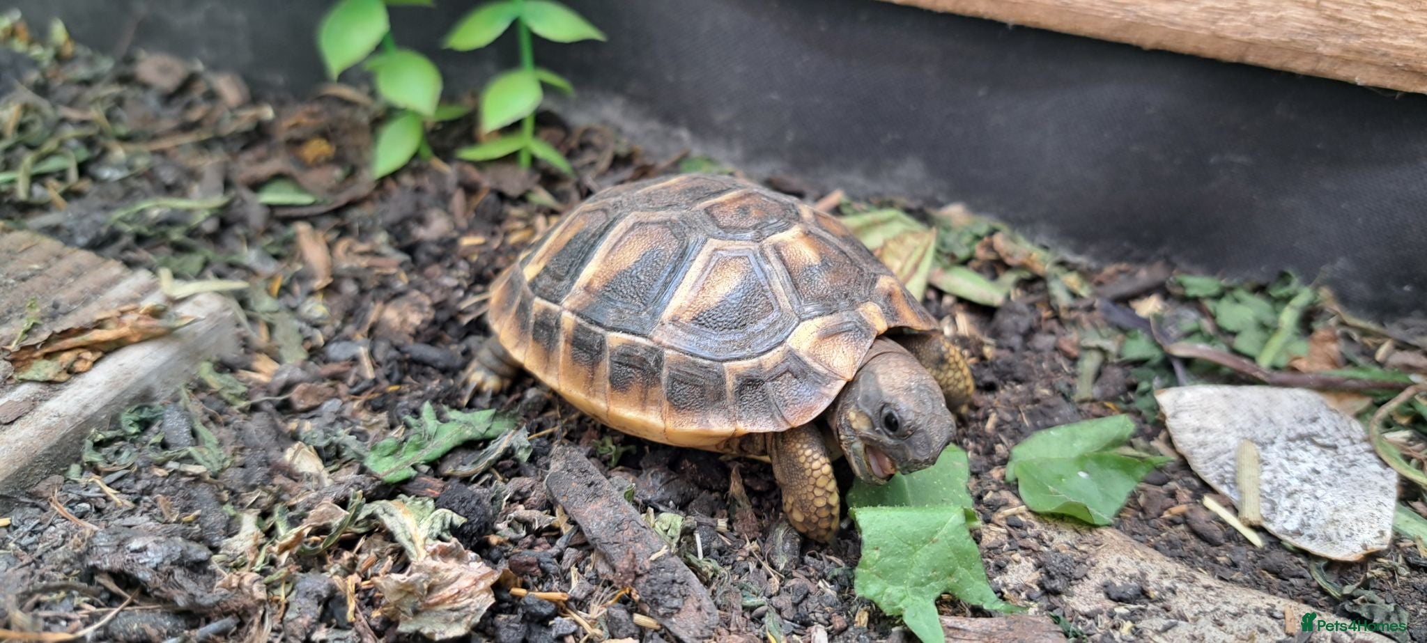 Tortoise reptiles 2026 Home Hatched Hermanns Tortoises For Sale - Advert 1