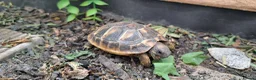 Tortoise reptiles for sale: 2026 Home Hatched Hermanns Tortoises For Sale - Advert 1