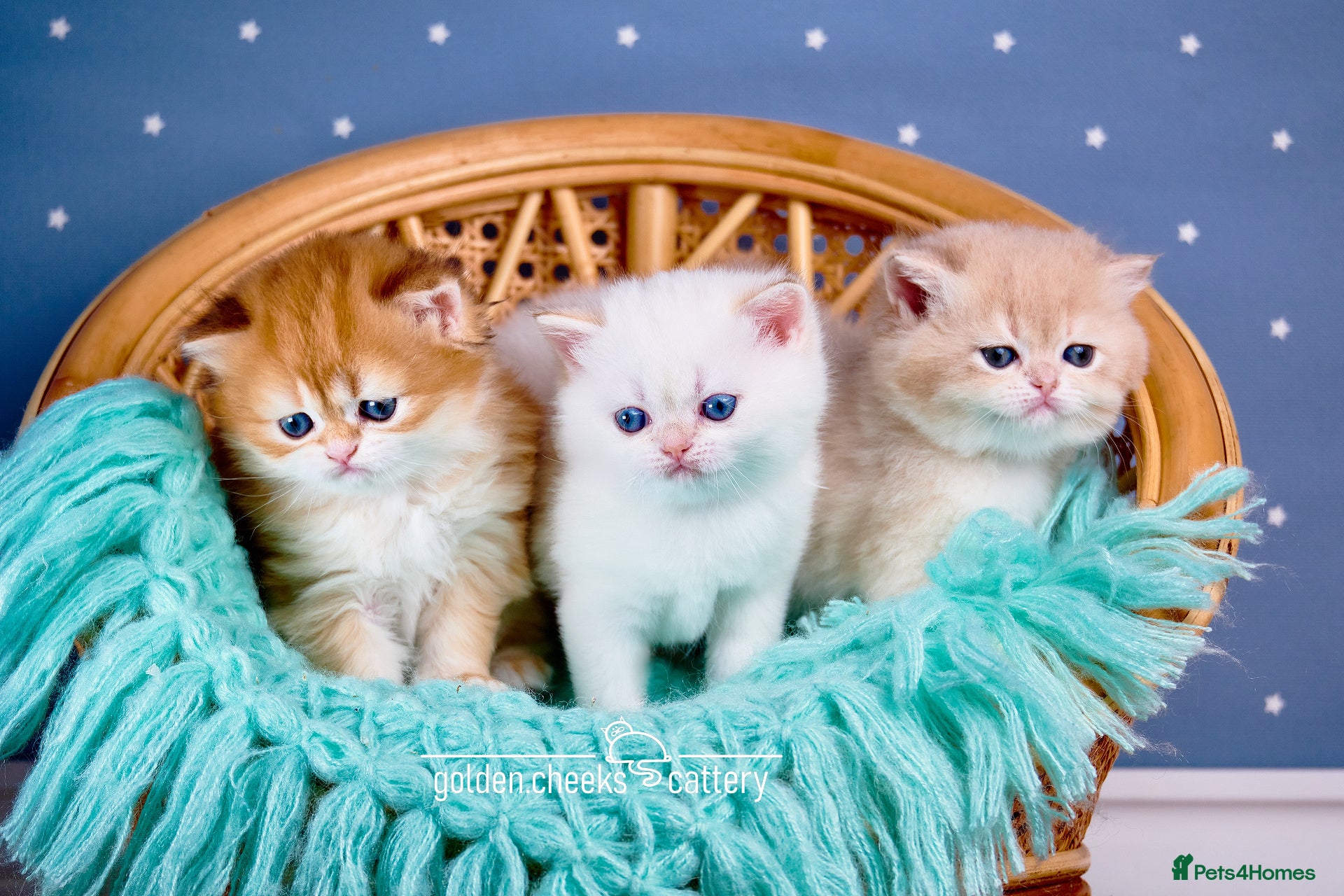 British Shorthair cats Show-Quality British Shorthair Kittens - Advert 13