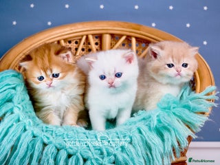 British Shorthair cats Show-Quality British Shorthair Kittens - Advert 10