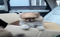 Pomeranian dogs for sale: 2 Pomeranian boys for sale in London  - Image 5