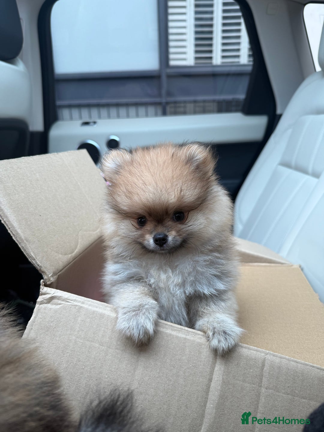 Pomeranian dogs for sale: 2 Pomeranian boys for sale in London  - Image 5