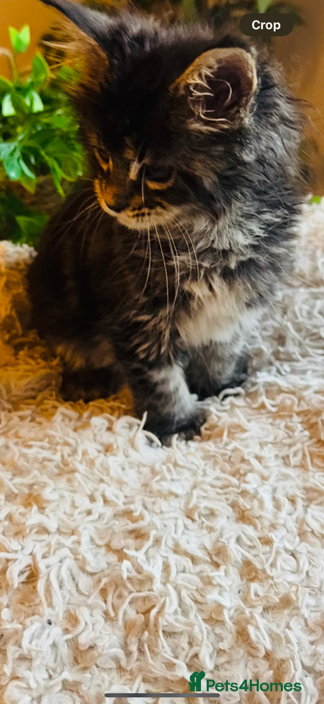 Maine Coon cats for sale: Beautiful GCCF Maine Coon kittens - Advert 11