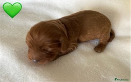 Mixed Breed dogs for sale: Cockapoo/Cavapoo Mix Puppies Available 10 Nov 25 - Image 8
