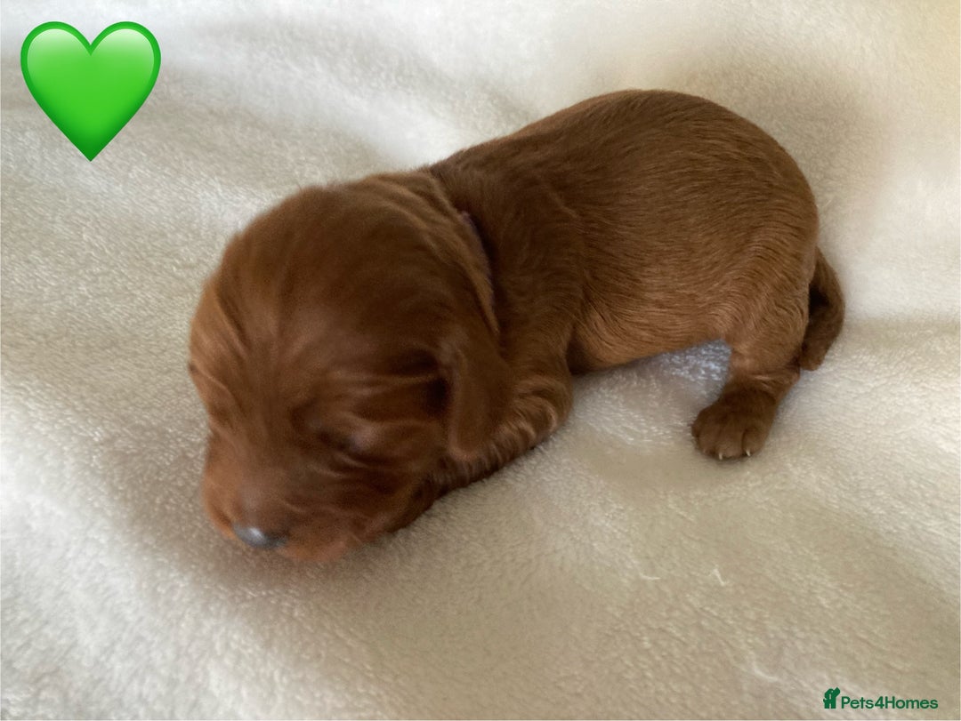 Mixed Breed dogs for sale: Cockapoo/Cavapoo Mix Puppies Available 10 Nov 25 - Image 8