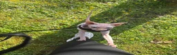 Sphynx cats for sale: Female sphynx  in Ammanford - Advert 1