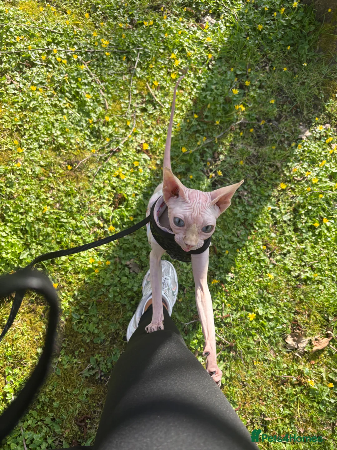 Sphynx cats for sale: Female sphynx  in Ammanford - Advert 1