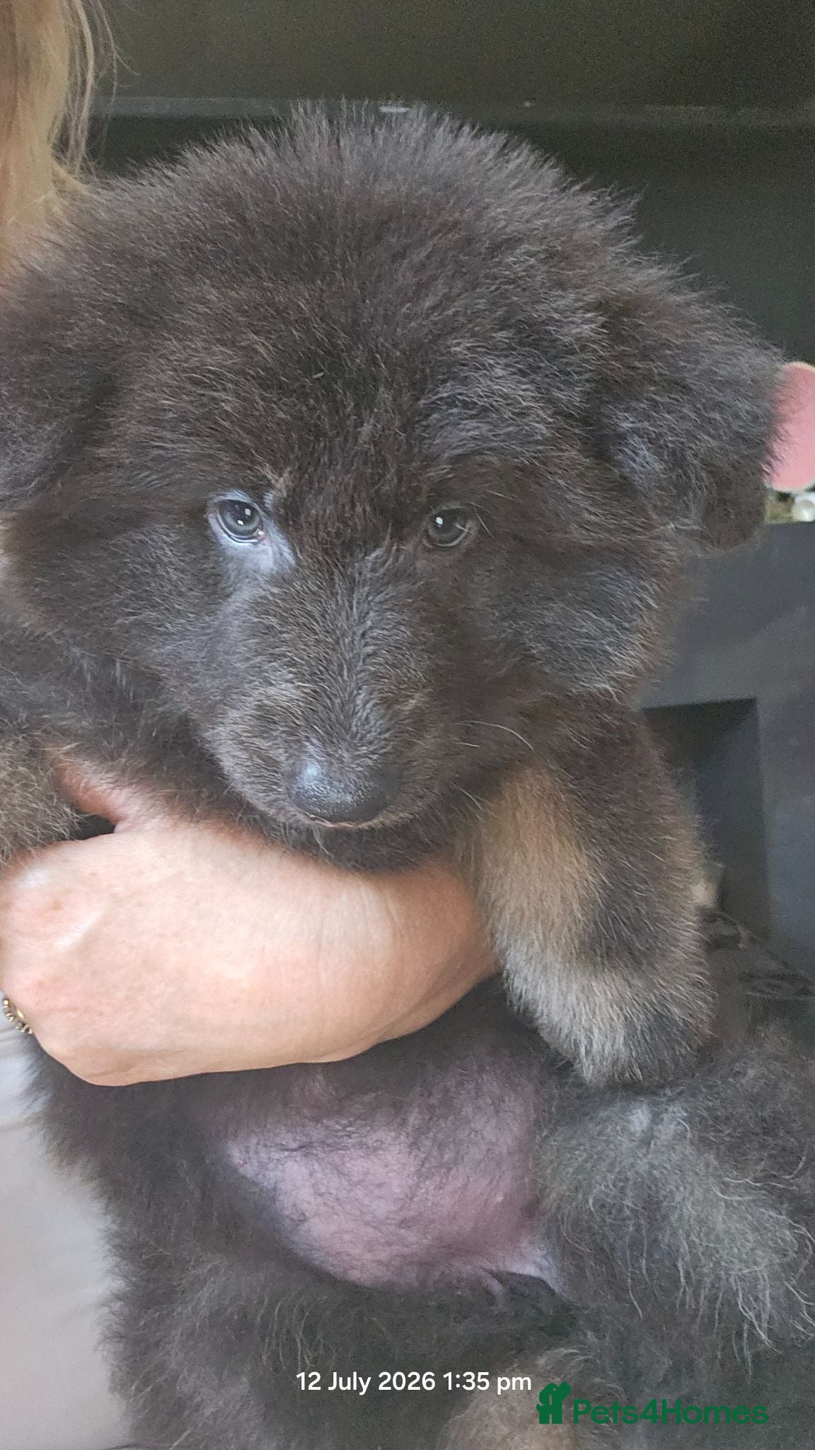 German Shepherd dogs READY NOW Pure bred blue gsd puppies - Advert 5