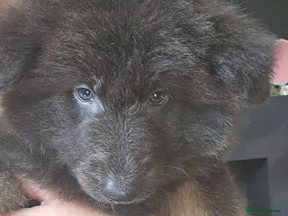 German Shepherd dogs READY NOW Pure bred blue gsd puppies - Advert 5