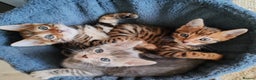 Bengal cats for sale: Bengal kittens - 2 girls and 1 boy - Advert 4