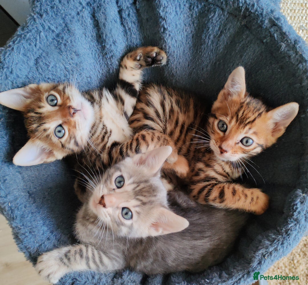 Bengal cats for sale: Bengal kittens - 2 girls and 1 boy - Advert 4