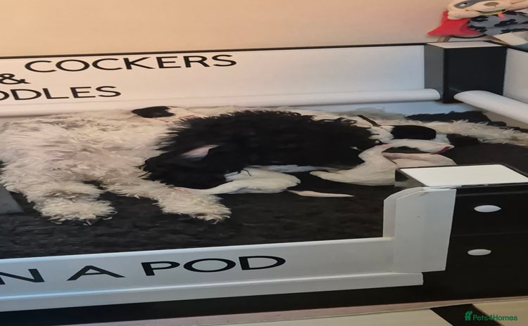 Miniature Poodle dogs - Advert 1