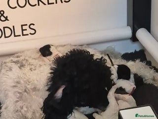 Miniature Poodle dogs - Advert 29