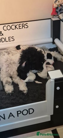 Miniature Poodle dogs - Advert 1