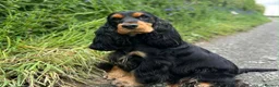 Cockalier dogs for sale: Beautiful litter ready to leave now 💕 - Advert 4