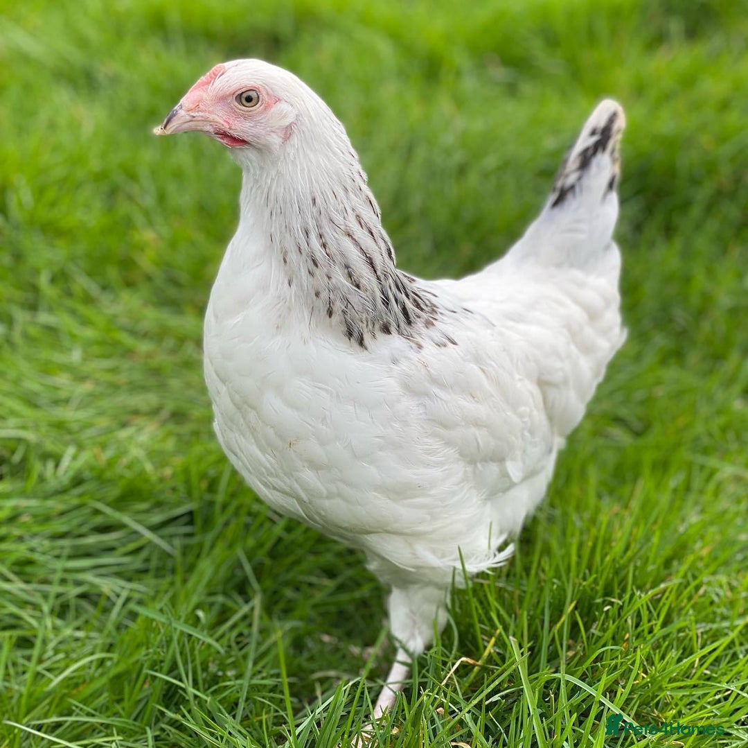 Chickens poultry for sale: Chickens- Mixed Breeds and POL Available! in Nantwich - Image 7