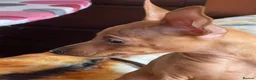 Miniature Pinscher dogs for sale: .🐾 Beautiful Miniature Pinscher Boy 🏡❤️ - Advert 9