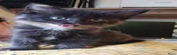 Mixed Breed cats for sale: KITTENS READY NOW - Advert 12