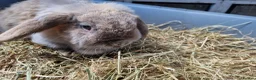 Mini Lop rabbits for sale: 2 lovely Rabbits for sale - Advert 3