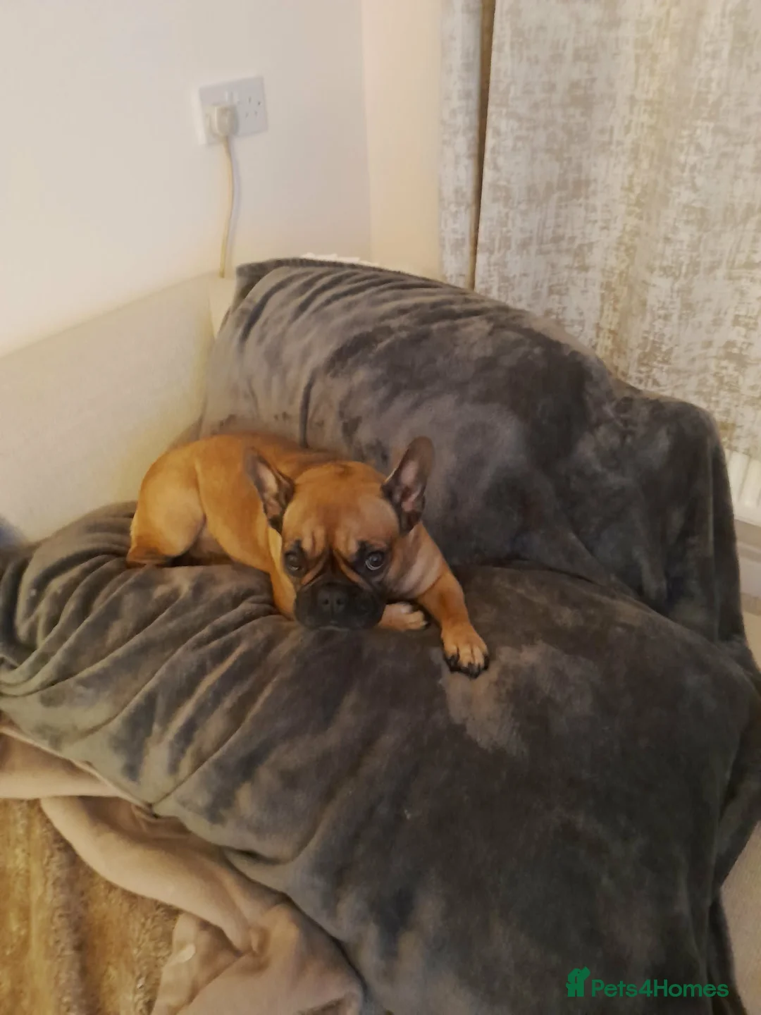 French Bulldog dogs for sale: Nala - Frenchie - Advert 4