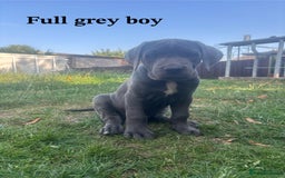 Cane Corso dogs for sale: 7 cane corso pups sliver and black  - Image 1