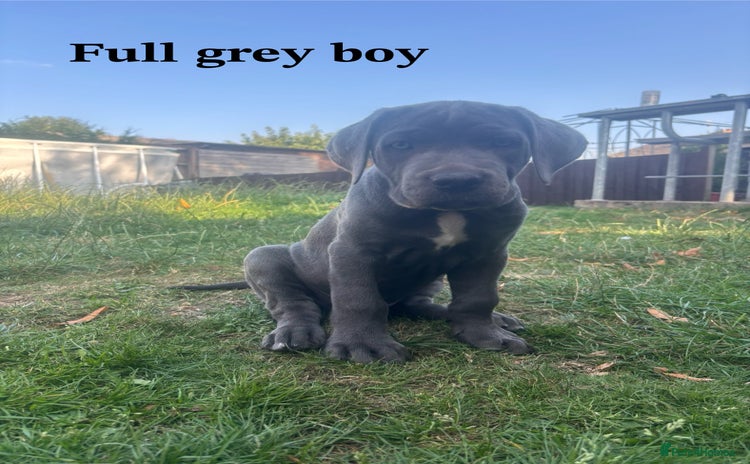 Cane Corso dogs - Advert 2