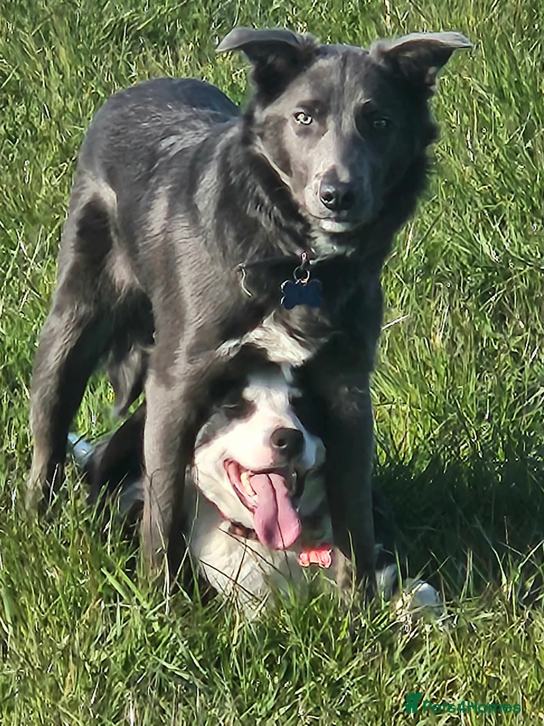 Border Collie dogs for stud: 💙Mr Blue 💙 - Advert 7