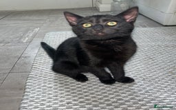 Mixed Breed cats for sale: Two fully black male kittens  - Image 6