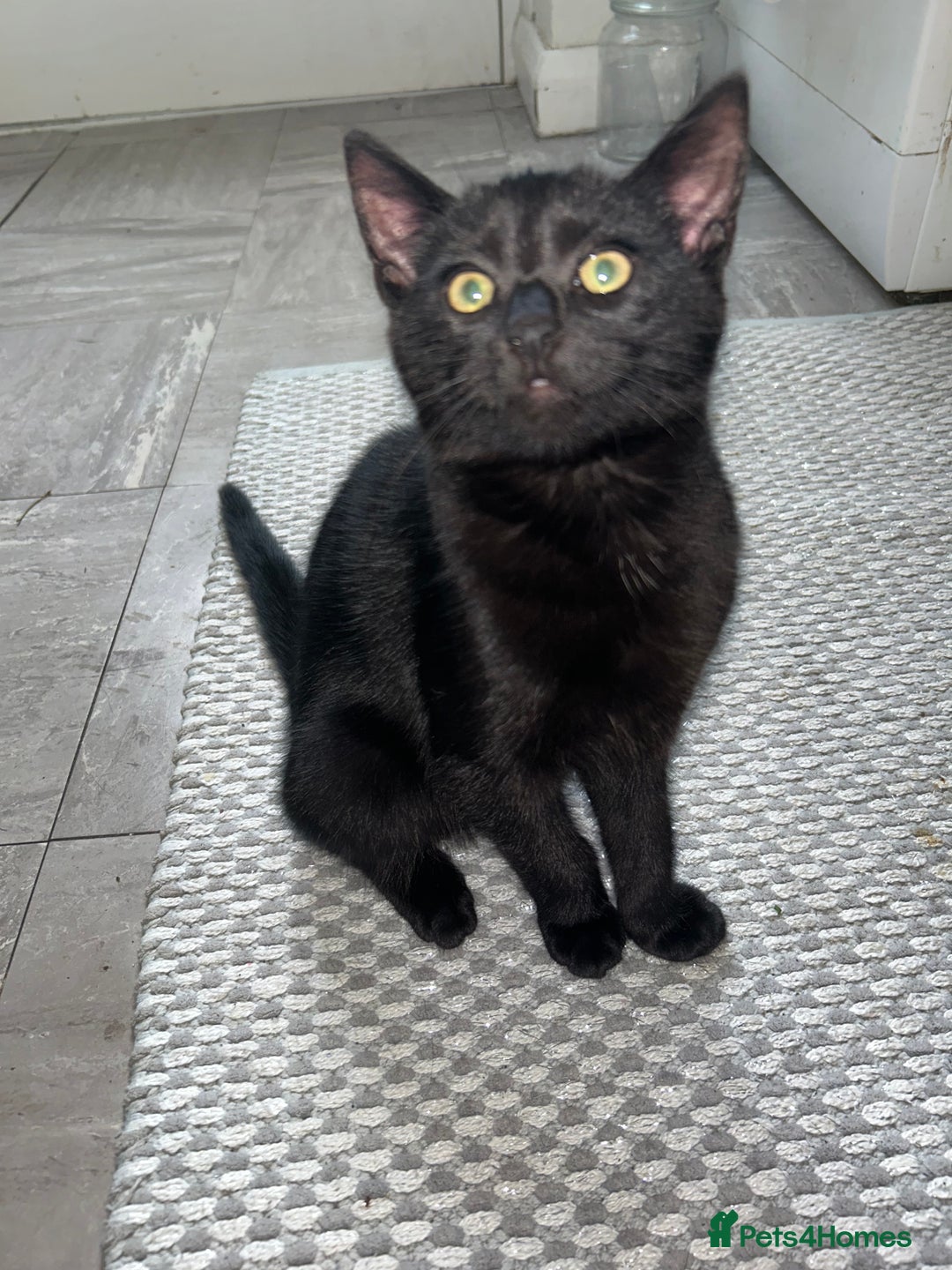 Mixed Breed cats for sale: Two fully black male kittens  - Image 6