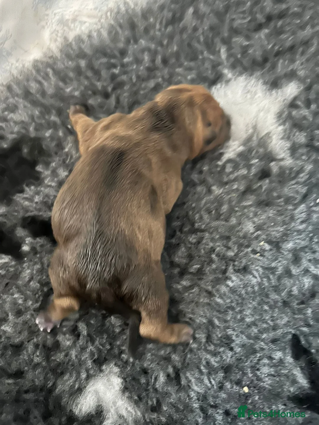 Staffordshire Bull Terrier dogs for stud: Red Staffordshire Bull Terrier Stud in Wolverhampton - Advert 25