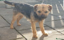 Border Terrier dogs for stud: Border Terrier for Stud - Image 2