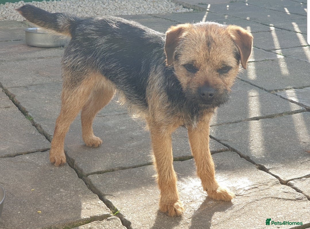 Border Terrier dogs for stud: Border Terrier for Stud - Image 2