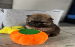 Pomeranian dogs for sale: KC registered Pomeranian puppies - Image 30