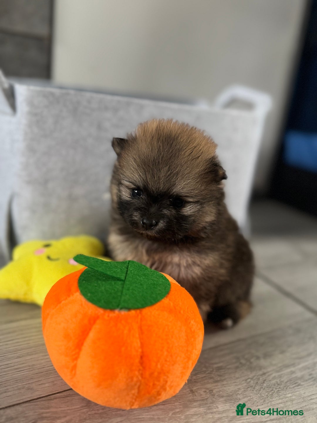 Pomeranian dogs for sale: KC registered Pomeranian puppies - Image 30