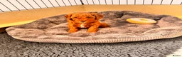 Cavapoochon dogs for sale: 3 Cavapoochon boys in Carmarthen - Advert 9