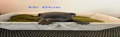 Mr blue