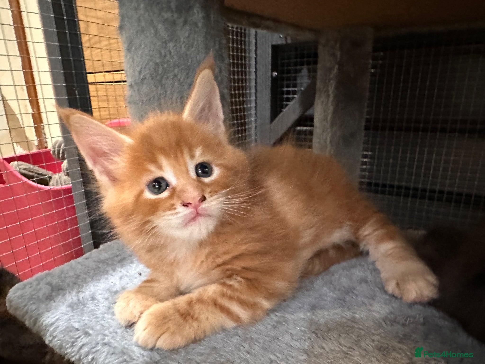 Maine Coon cats TICA registered Maine Coons - Advert 3