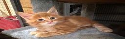 Maine Coon cats for sale: TICA registered Maine Coons - Advert 2