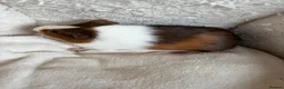 Guinea Pig rodents for sale: Beautiful and friendly guinea pig babies  - Advert 11