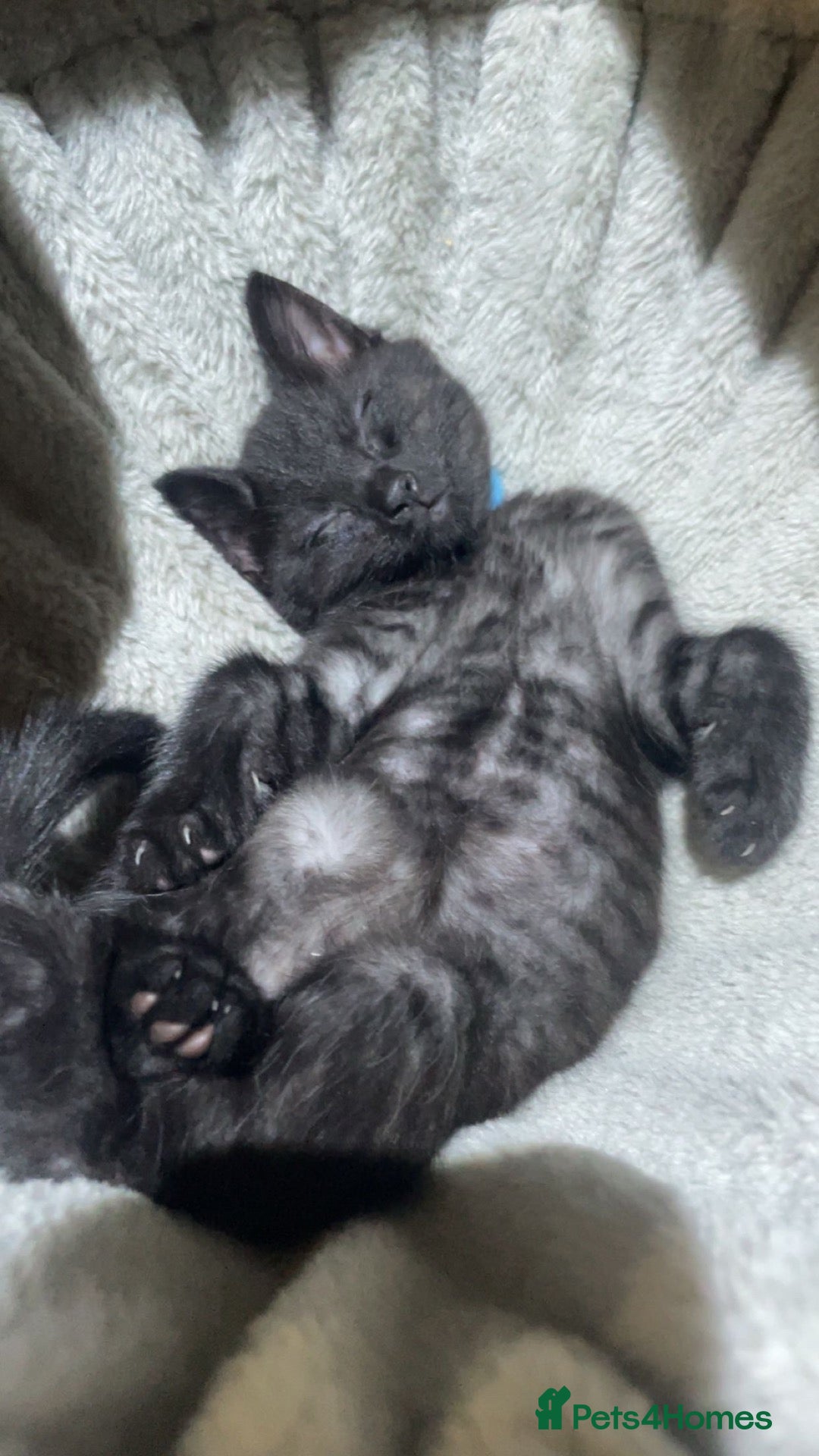 British Shorthair cats Five Gorgeous Kittens Looking for Forever Homes 🐾 - Advert 1