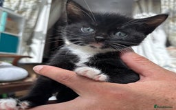 Mixed Breed cats for sale: Kitten: full of fun black & white male kitten - Image 2