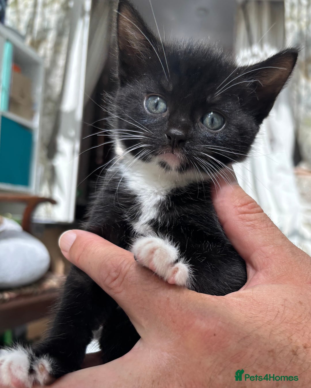 Mixed Breed cats for sale: Kitten: full of fun black & white male kitten - Image 2